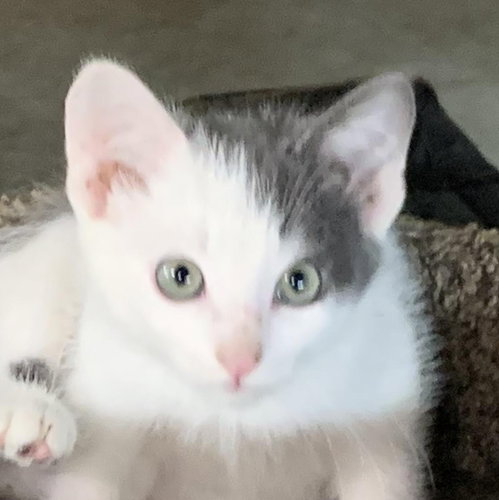 Phantom, Young Domestic Short Hair (short coat), cat for adoption in Eau Claire, Wisconsin