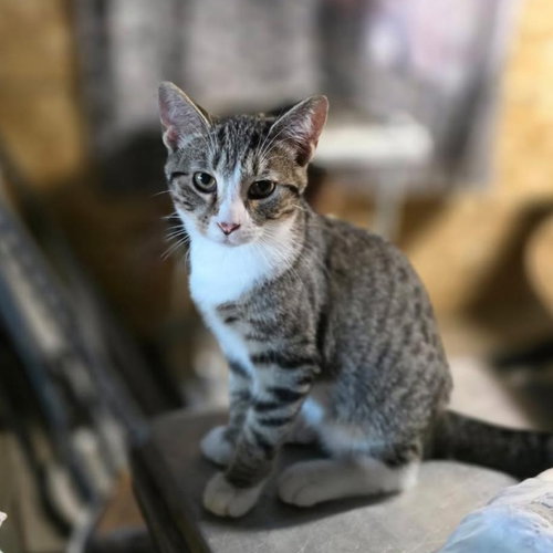 Nutmeg, Baby Domestic Short Hair (short coat), cat for adoption in Eau Claire, Wisconsin