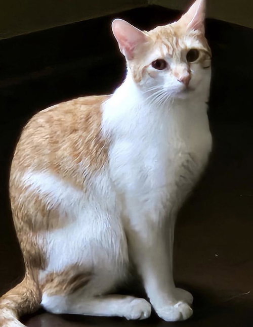 Taffy, Young Domestic Short Hair (short coat), cat for adoption in Eau Claire, Wisconsin