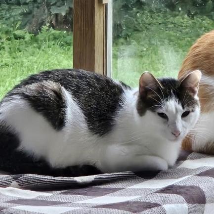 Snowshoe, Young Domestic Short Hair (short coat), cat for adoption in Eau Claire, Wisconsin