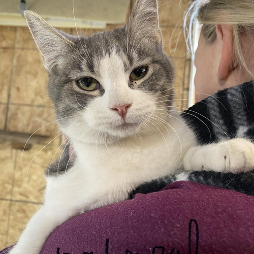 Oatmeal, Young Domestic Short Hair (short coat), cat for adoption in Eau Claire, Wisconsin
