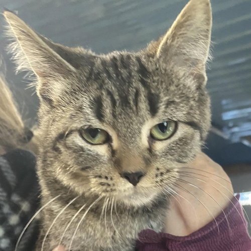Tiny, Baby Domestic Short Hair (short coat), cat for adoption in Eau Claire, Wisconsin