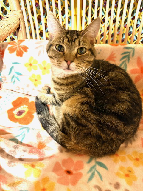 Toby, Young Domestic Short Hair (short coat), cat for adoption in Eau Claire, Wisconsin