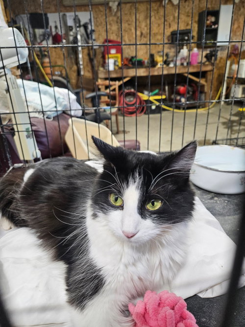 Zoe, Young Domestic Short Hair (short coat), cat for adoption in Eau Claire, Wisconsin