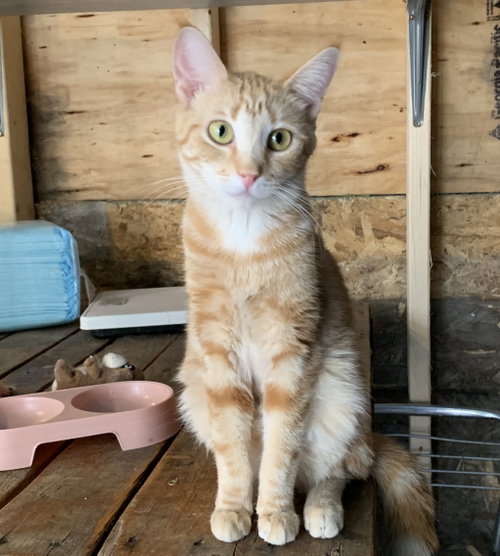 Cady, Young Domestic Short Hair (short coat), cat for adoption in Eau Claire, Wisconsin