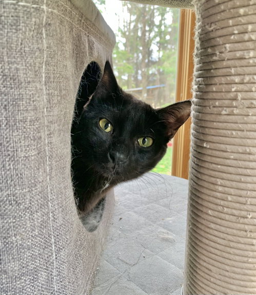Coco, Young Domestic Short Hair / Mixed (short coat), cat for adoption in Eau Claire, Wisconsin