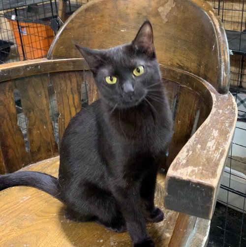 Coco, an adoptable Domestic Short Hair in Pepin, WI
