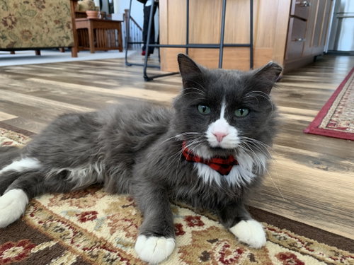 Arnie, an adoptable Domestic Medium Hair in Pepin, WI