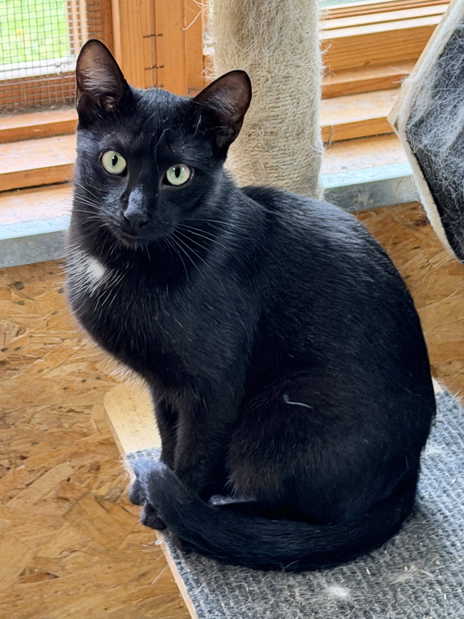 Midnight, Domestic Short Hair