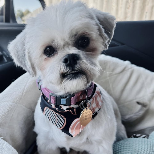 Photo of Mavis