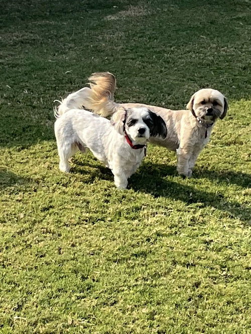 Photo of Appa and Toph