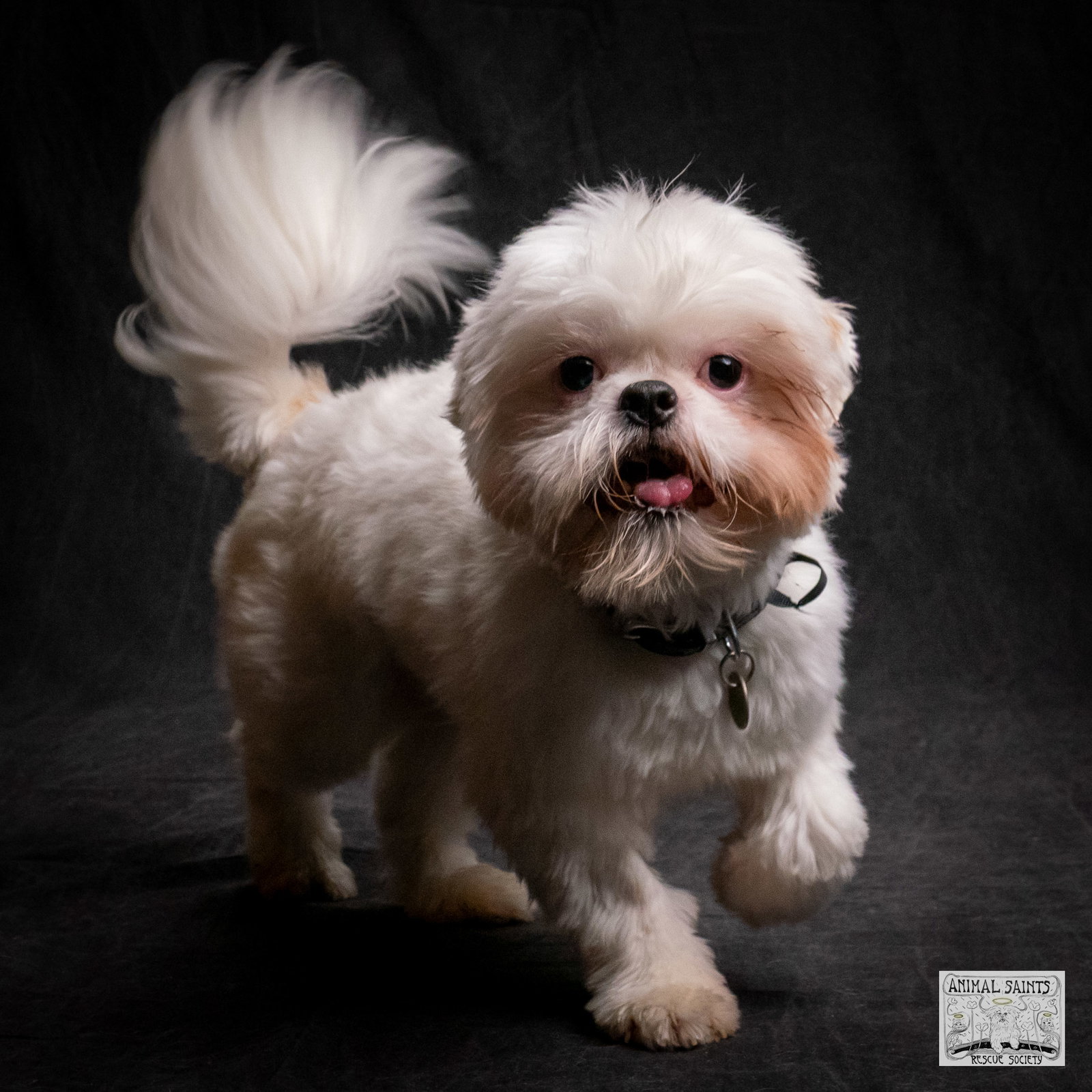 Shih Tzu