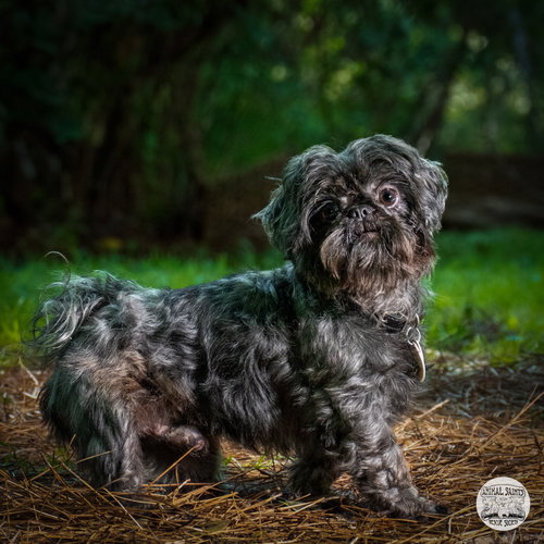 Tollie, an adoptable Shih Tzu in Fort Montgomery, NY