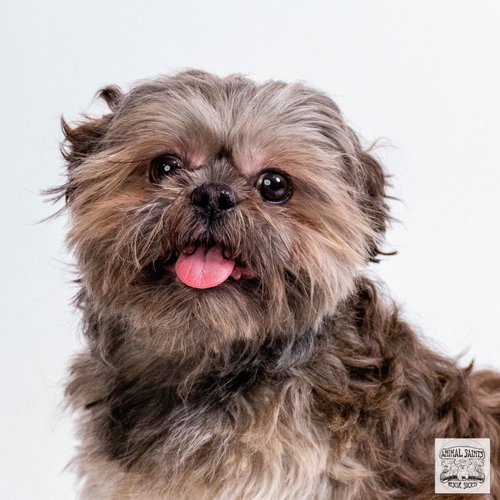 Bueller, an adoptable Shih Tzu in Fort Montgomery, NY