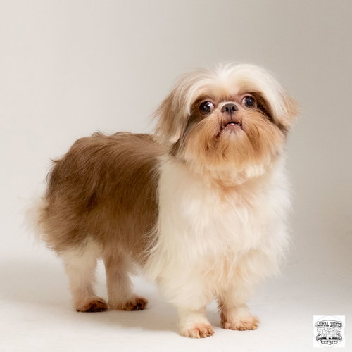 Miss Violet, an adoptable Shih Tzu in Fort Montgomery, NY