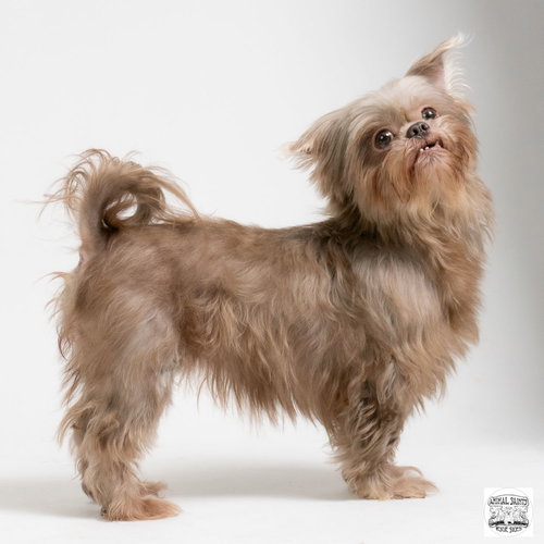 Faye, an adoptable Shih Tzu in Fort Montgomery, NY