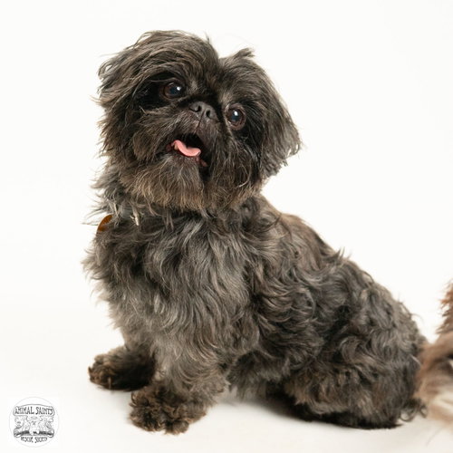 Tollie, a dog for adoption from Animal Saints Rescue Society