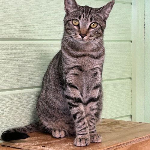 Larry, an adoptable Domestic Short Hair in Avalon, CA
