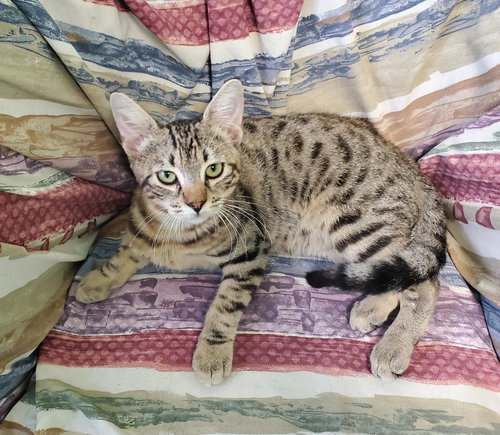 Buddy, an adoptable Domestic Short Hair in Avalon, CA