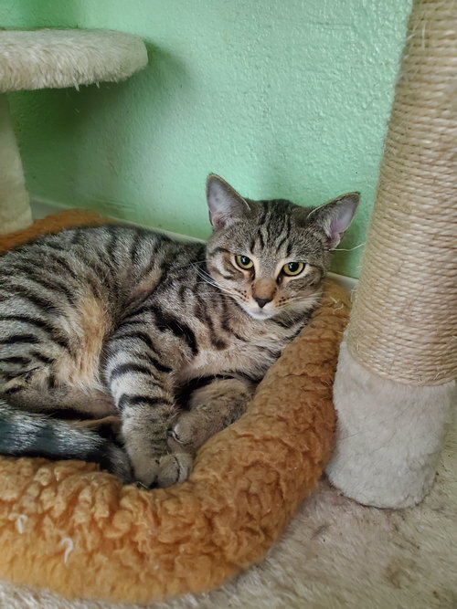 Kelly, an adoptable Domestic Short Hair in Avalon, CA