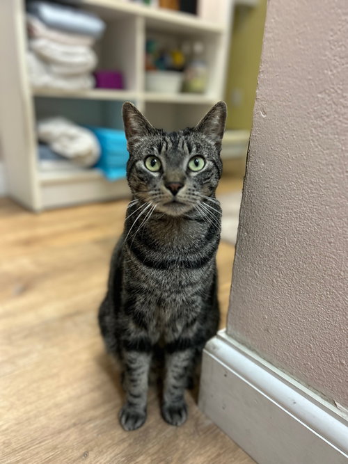 Cessna, Adult Domestic Short Hair / Mixed (short coat), cat for adoption in Westminster, California