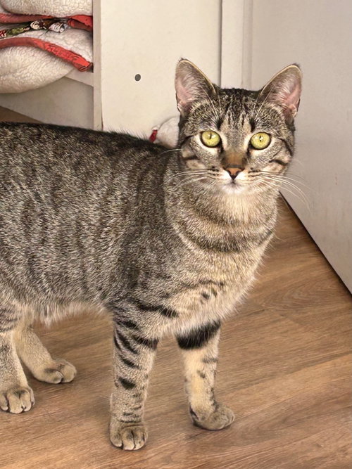 Mercy, Domestic Short Hair / Mixed, cat for adoption in Westminster, California