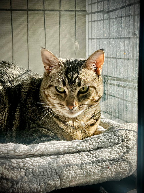 Fancy, an adoptable Domestic Short Hair in Avalon, CA