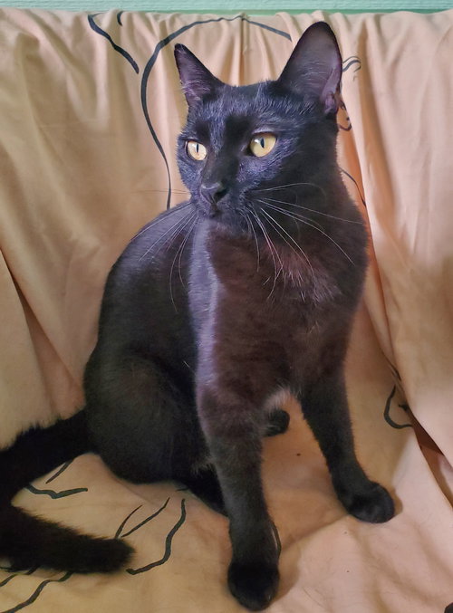 Ginger, an adoptable Domestic Short Hair in Avalon, CA