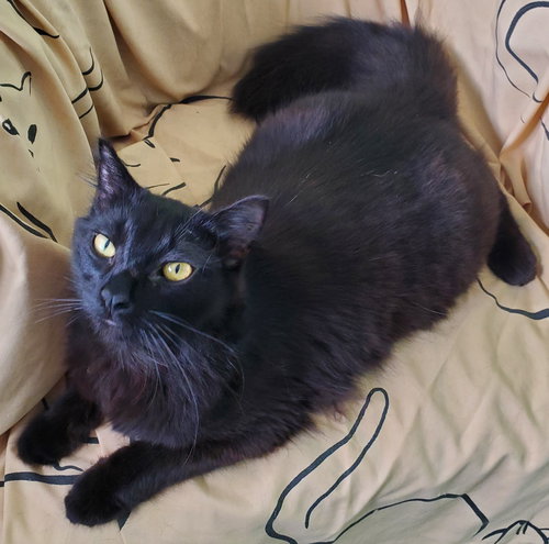 Fred, an adoptable Domestic Long Hair in Avalon, CA