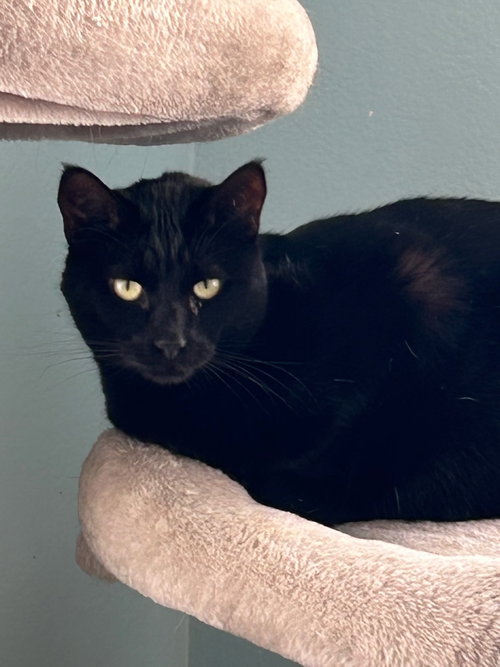Onyx, Adult Domestic Short Hair / Mixed (short coat), cat for adoption in Torrance, California