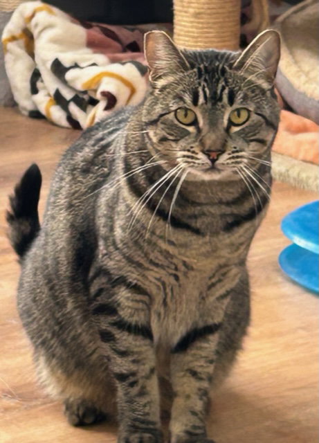 Pepper, Adult Domestic Short Hair / Mixed (short coat), cat for adoption in Torrance, California