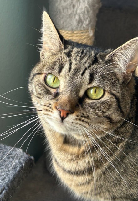 Penney, Adult Domestic Short Hair / Mixed (short coat), cat for adoption in Torrance, California