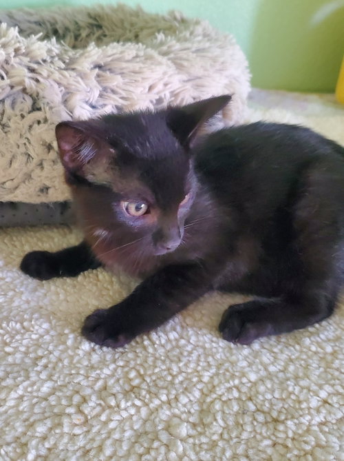 Ink, a cat for adoption from Catalina Island Humane Society