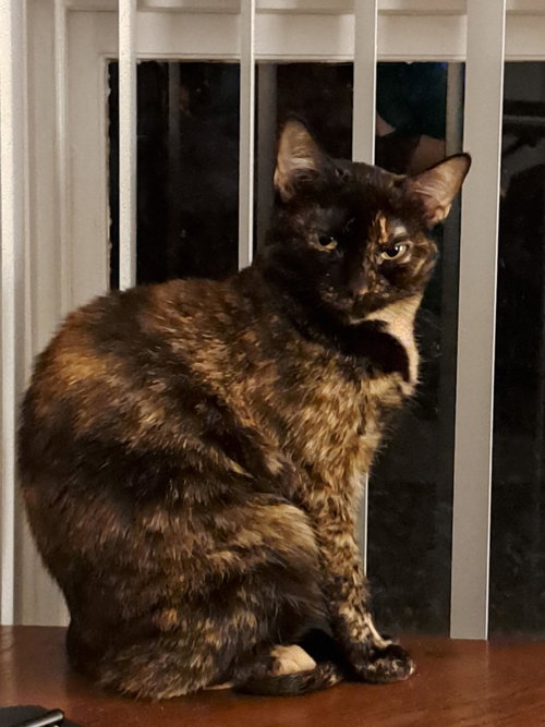 Callie Cat, Young Domestic Short Hair / Mixed (short coat), cat for adoption in Hickory, North Carolina