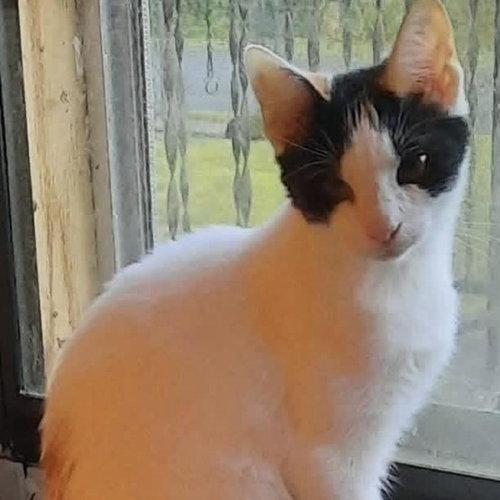 Stella, Baby Domestic Short Hair / Mixed (short coat), cat for adoption in Hickory, North Carolina