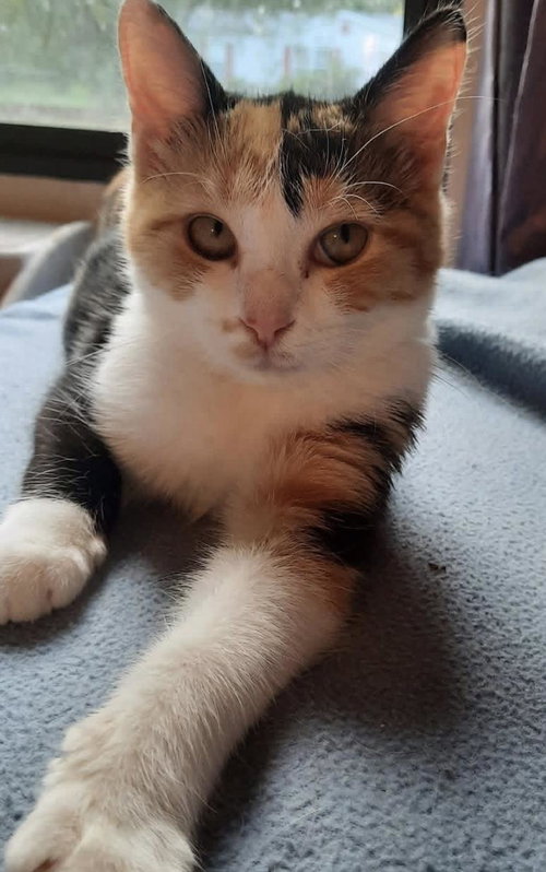 Kierra, Baby Calico / Mixed (short coat), cat for adoption in Hickory, North Carolina
