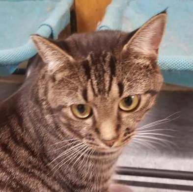 Rocky, Young Domestic Short Hair / Mixed (short coat), cat for adoption in Hickory, North Carolina