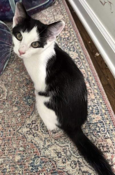 Smoug, Baby Domestic Short Hair / Mixed (short coat), cat for adoption in Hickory, North Carolina
