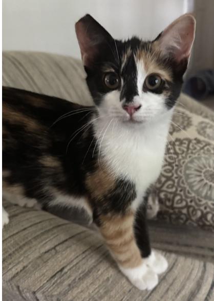 Reeses, Baby Calico / Mixed (short coat), cat for adoption in Hickory, North Carolina