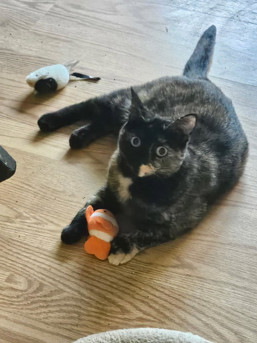 Buttercup, Adult Tortoiseshell / Mixed (short coat), cat for adoption in Hickory, North Carolina