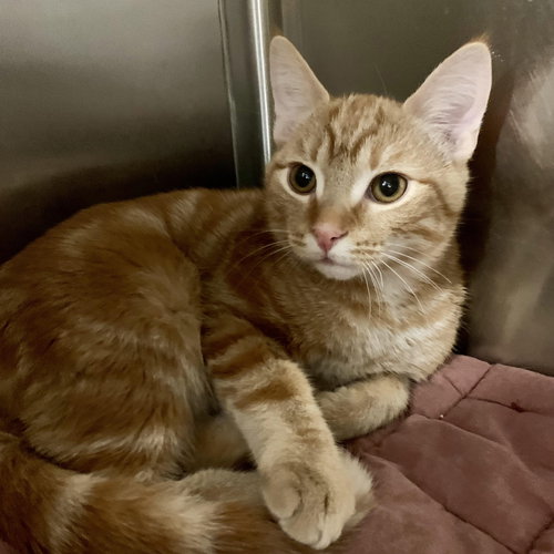 Danny, Baby Domestic Short Hair / Mixed (short coat), cat for adoption in Hickory, North Carolina