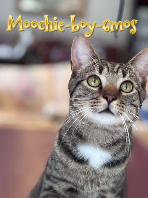 Moochie, Baby Domestic Short Hair / Mixed (short coat), cat for adoption in Hickory, North Carolina