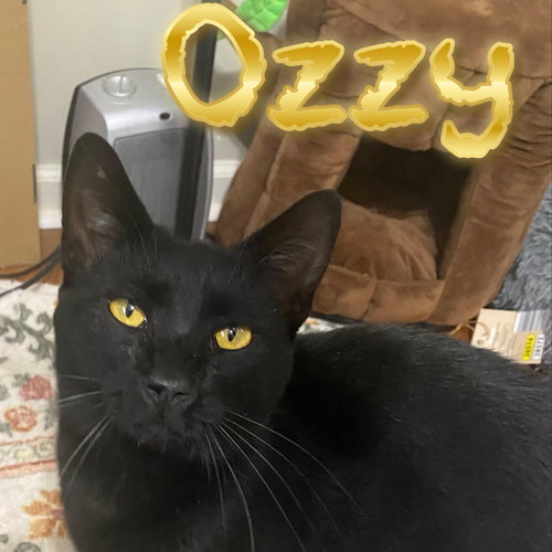 Ozzy, Young Domestic Short Hair / Mixed (short coat), cat for adoption in Hickory, North Carolina