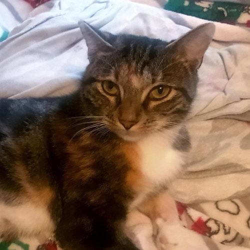Dusty, Young Domestic Short Hair / Mixed (short coat), cat for adoption in Hickory, North Carolina