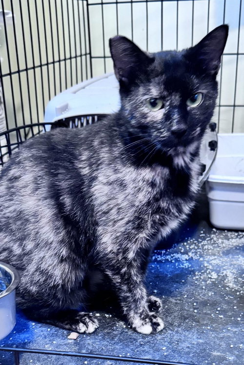 Red, Baby Domestic Short Hair / Mixed (short coat), cat for adoption in Hickory, North Carolina