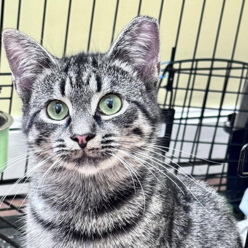 Ruby, Baby Domestic Short Hair / Mixed (short coat), cat for adoption in Hickory, North Carolina