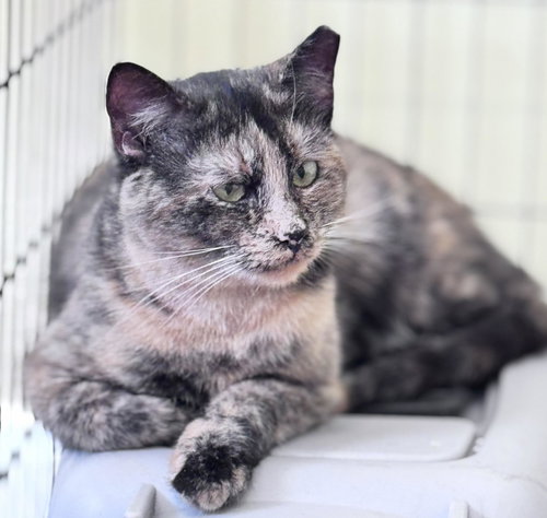 Kimmie, Young Domestic Short Hair / Mixed (short coat), cat for adoption in Hickory, North Carolina