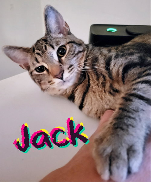 Jack, Baby Tabby / Mixed (short coat), cat for adoption in Hickory, North Carolina
