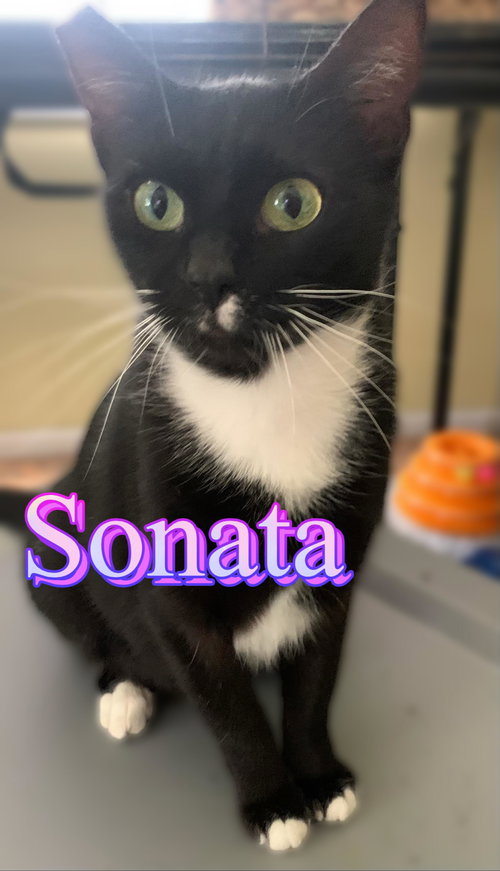 Sonata, Young Domestic Short Hair / Mixed (short coat), cat for adoption in Hickory, North Carolina