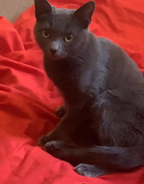 Willa, Young Russian Blue / Mixed (short coat), cat for adoption in Hickory, North Carolina